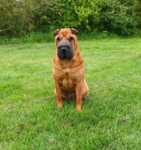 Hier warte ich auf Frauchen